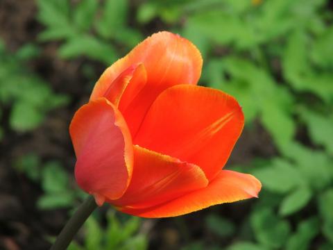 Тюльпан в саду в усадьбе Абрамцево
