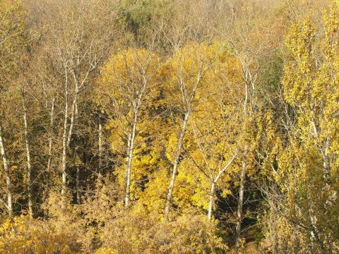 Деревья в начале октября