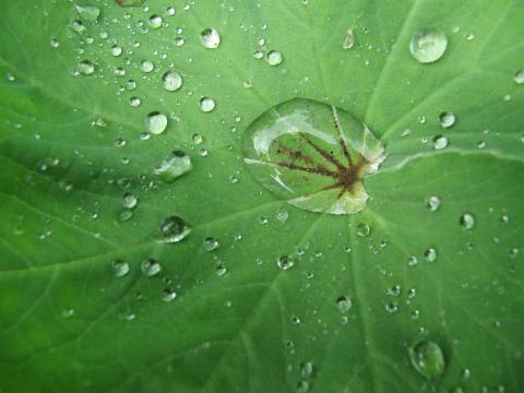 Капли воды на большом зеленом листе