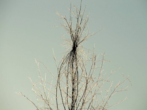 дерево с перевязанными ветками на вершине
