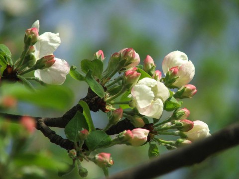 цветы дикой яблони